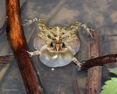 Bahia Dwarf Frog photo 4