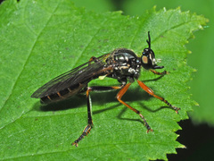 Dioctria rufipes
