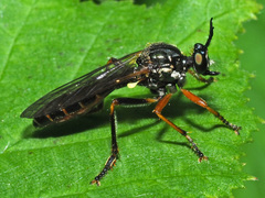 Dioctria rufipes