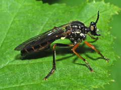 Dioctria rufipes