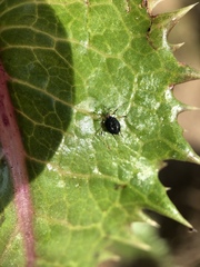 Uroleucon sonchi