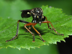 Dioctria rufipes