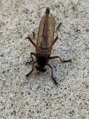 Colepia rufiventris
