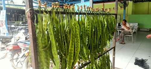 Image of Parkia speciosa by (c) Ong Jyh Seng, some rights reserved (CC BY-SA)