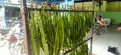 Parkia speciosa