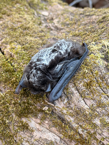 Silver-haired Bat observed by emmakath