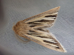 Ichneutica ceraunias