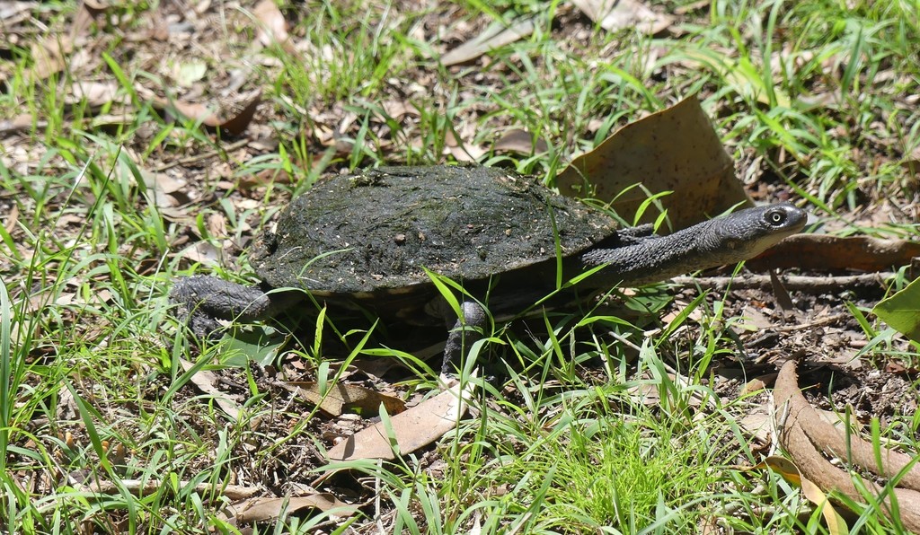 Common Snake-necked Turtle from Mount Colah NSW 2079, Australia on ...