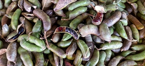 Archidendron bubalinum