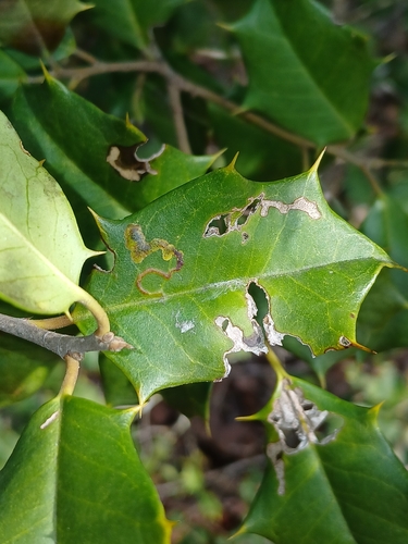 Unknown species found near California, MD, USA