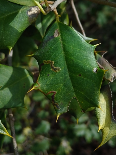 Unknown species found near California, MD, USA