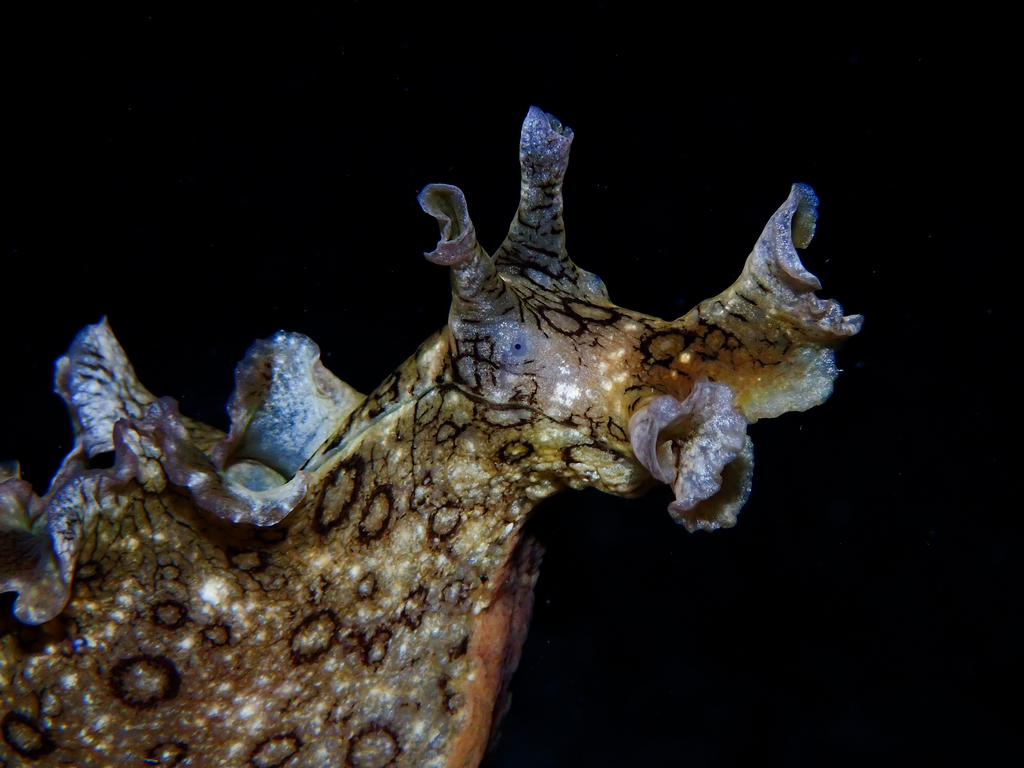 Large-spotted sea hare