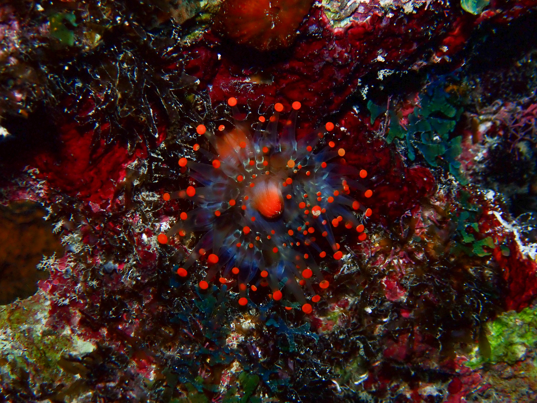 Pseudocorynactis caribbeorum Den Hartog, 1980