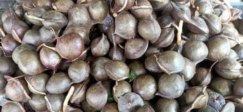 Djenkol Tree (Archidendron pauciflorum)