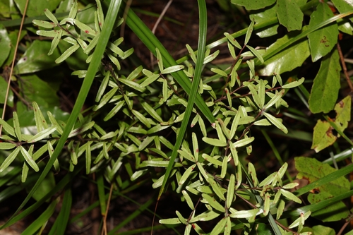 Mairehau (Leionema nudum)