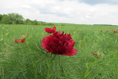 Paeonia tenuifolia