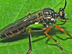 Dioctria rufipes