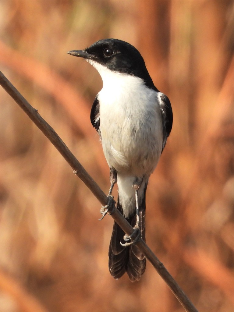 Jerdon's Bush Chat