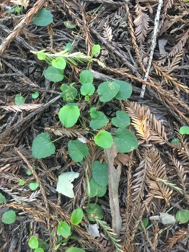 Evergreen Violet seedling