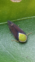 Tartessini