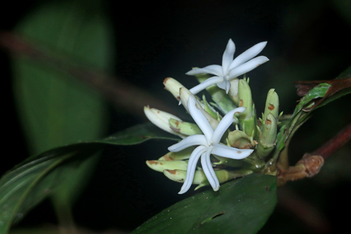 Kutchubaea