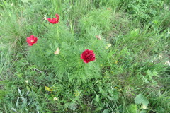 Paeonia tenuifolia