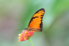 Dione vanillae lucina