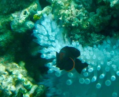 Amphiprion biaculeatus