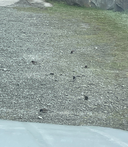 Dark-eyed Junco