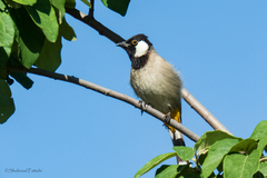 Pycnonotus leucotis