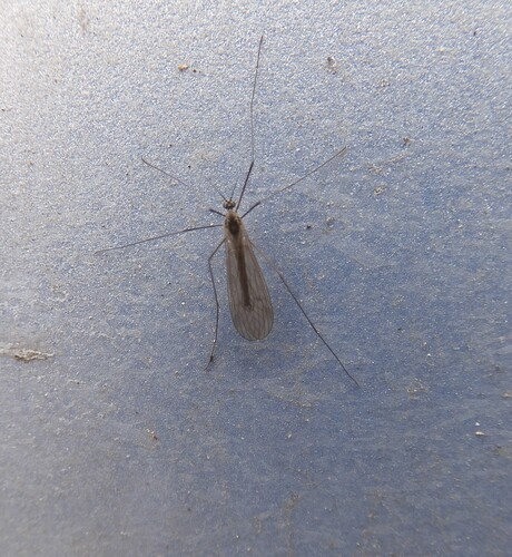 Unknown species found near County Rd., Guilford, CT, USA