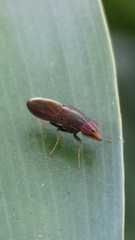 Cephaloconus tenebrosus