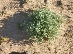 Cryptantha maritima