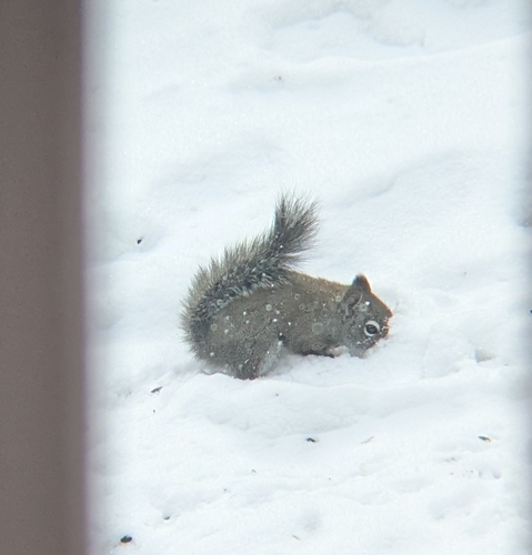 Fremont's Squirrel observed by benewing