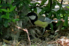 Parus major