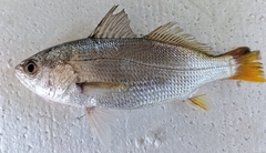 Bluestreak Drum photo 1