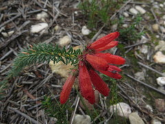 Erica cerinthoides cerinthoides