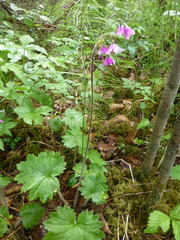 Primula matthioli