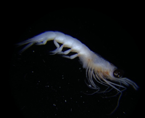 Thysanoessa inspinata