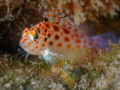 Pixy Hawkfish
