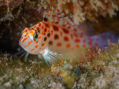 Coral Hawkfish photo 2