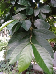 Artocarpus nitidus