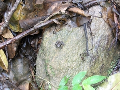 Caracas Collared Frog photo 4
