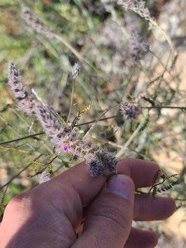 Pringle's Prairie Clover (Dalea pringlei)