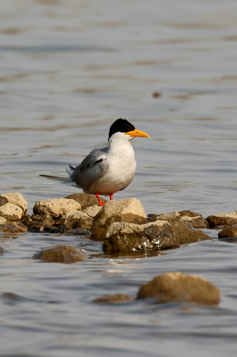 River Tern