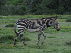 Equus zebra zebra