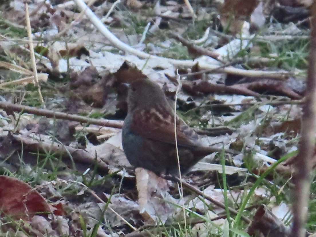 Japanese Accentor (Prunella rubida), photo 3