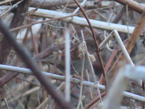 Japanese Accentor (Prunella rubida), photo 4