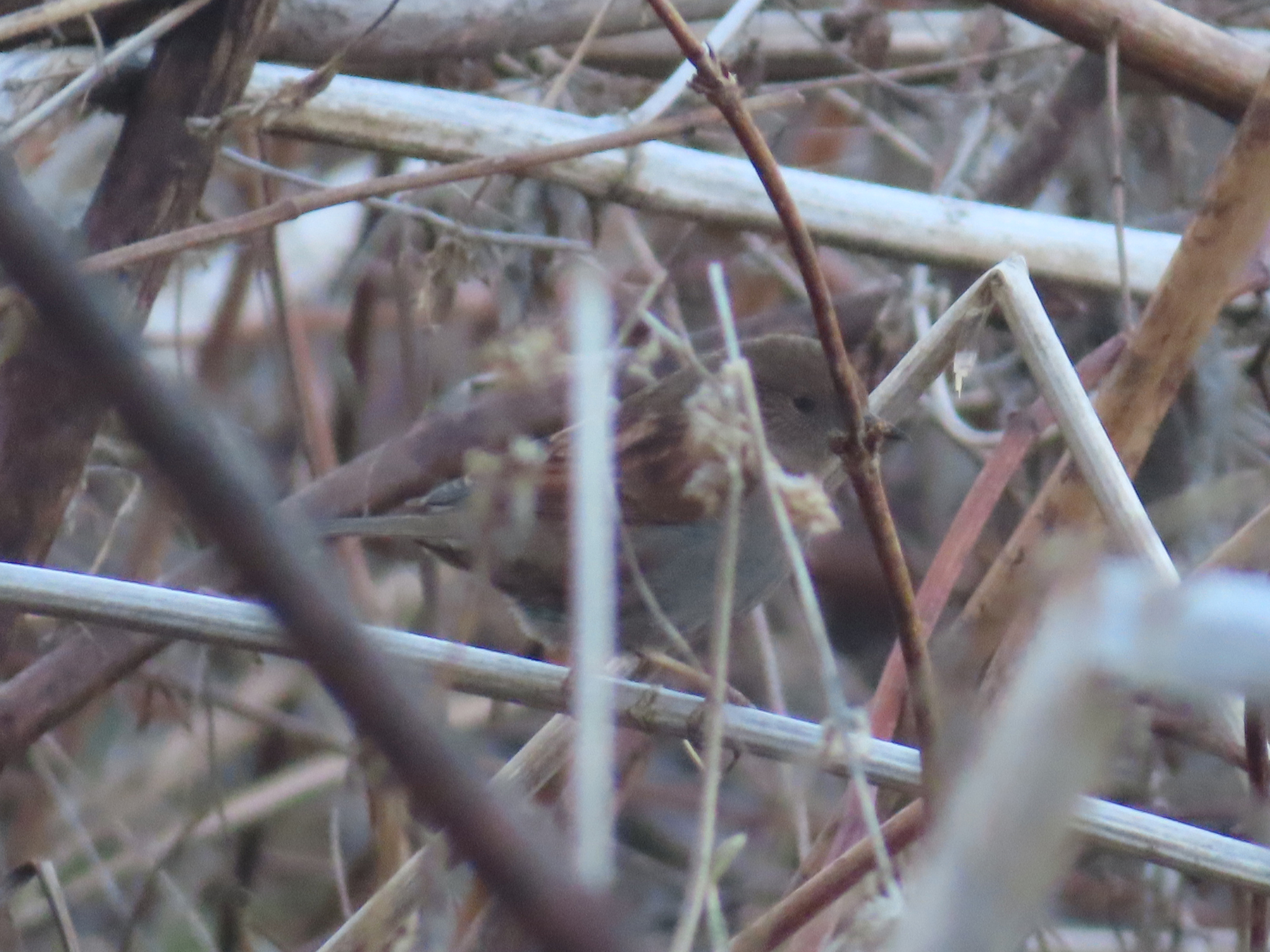 Japanese Accentor (Prunella rubida), photo 4
