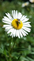 Spathulina acroleuca